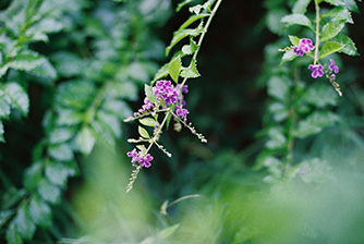 FUJIFILM 400 36枚撮り: フィルム | フジフイルムモール