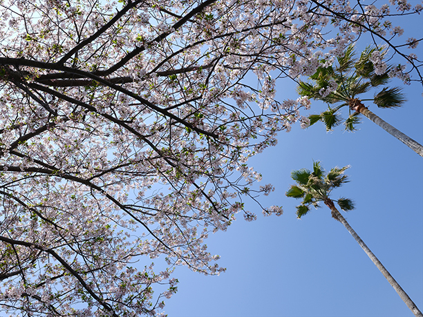 桜