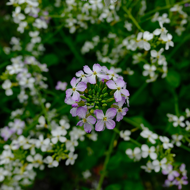 花