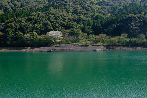 ダム湖の対岸にある桜