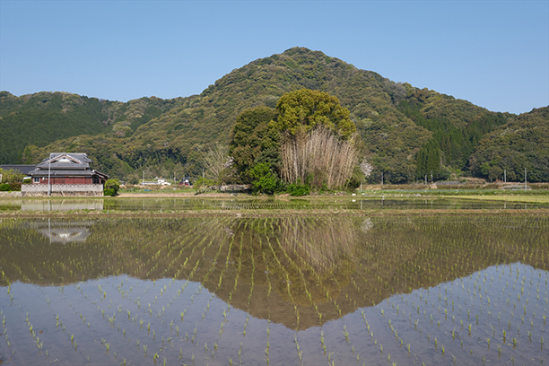 水田