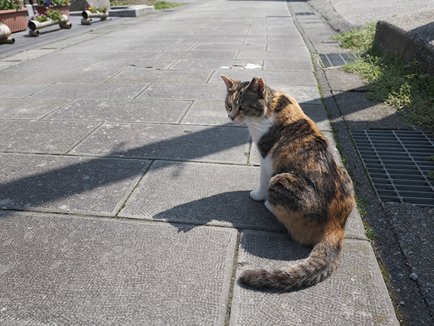 猫