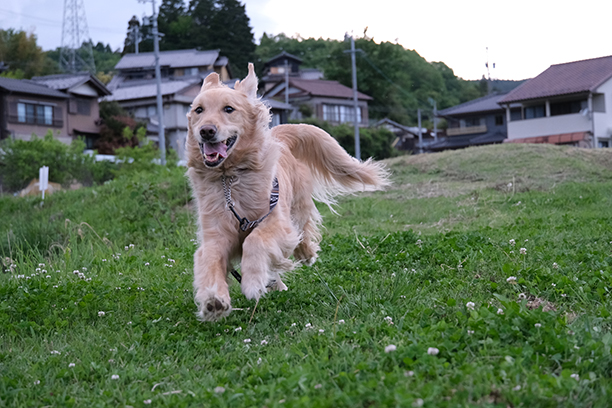 被写体検出の「動物」で走る犬を撮影