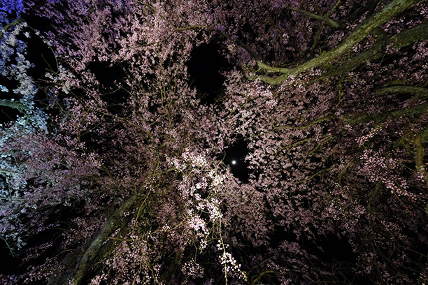 夜桜をX-S20で撮影