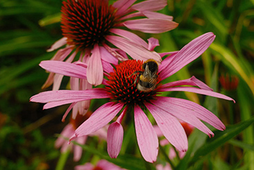 最短撮影距離20cmの近接撮影
